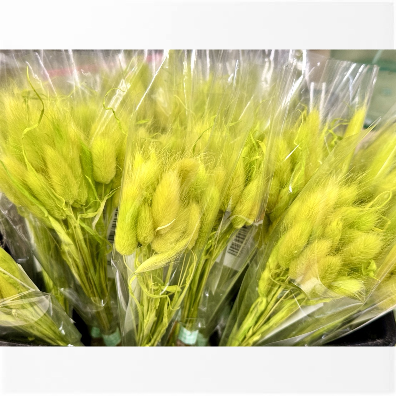 ラグラス プリザーブドフラワー花材 ソフトフラワー 約7g風体込